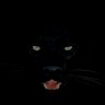 BlackCat